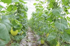 Провинция Бакнинь стремится к дальнейшему расширению моделей органического сельского хозяйства и продвижению высокотехнологичных методов ведения сельского хозяйства. (Фото: bacninh.gov.vn) 