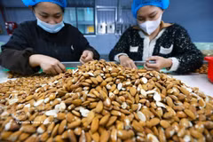Сортировка и переработка миндаля на экспорт на заводе компании Gold Tree Food Vietnam (100% китайский капитал), расположенном в промышленном парке Тыха города Хюэ. (Фото: ВИА).