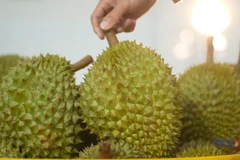 дуриан - основной экспортный продукт, занимающий наибольшую долю в экспорте фруктов и овощей. (Фото: ВИА)