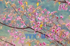 Дикие персиковые цветы в Мукангчай в провинции Лаокай