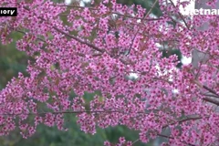 Мукангчай расцветает розовыми цветами то-зай, привлекая туристов зимой