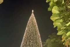 Рождественские елки Ханоя освещают праздничный сезон