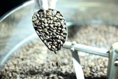 Кофейные зёрна в настоящее время являются ключевым экспортным товаром Вьетнама в Алжир. (Фото: ВИА)