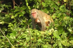 Тханьхоа сохраняет редкие виды обезьян макака в Национальном парке Бенен. (Фото: ВИА)