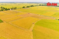 Устойчивое развитие сельского хозяйства с Проектом по созданию 1 миллиона гектаров высококачественного риса в дельте Меконга. (Фото: ВИА)