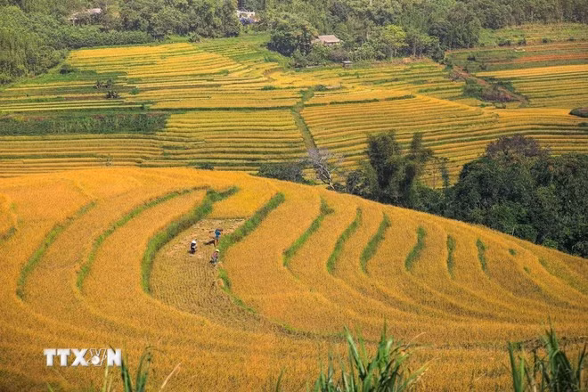 2-2210-ruong-bac-thang-mien-doi.jpg