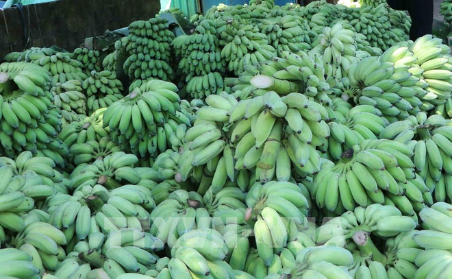 Конкурентоспособность вьетнамских бананов на японском рынке ảnh 1 Конкурентоспособность вьетнамских бананов на японском рынке ảnh 1