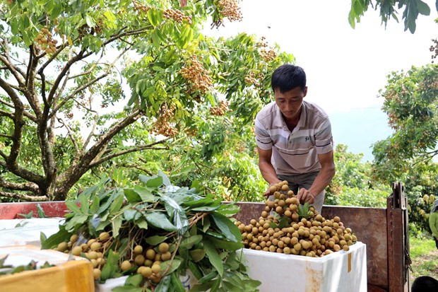 Лонган из Шонла будут подавать на рейсах Vietnam Airlines ảnh 1 Лонган из Шонла будут подавать на рейсах Vietnam Airlines ảnh 1