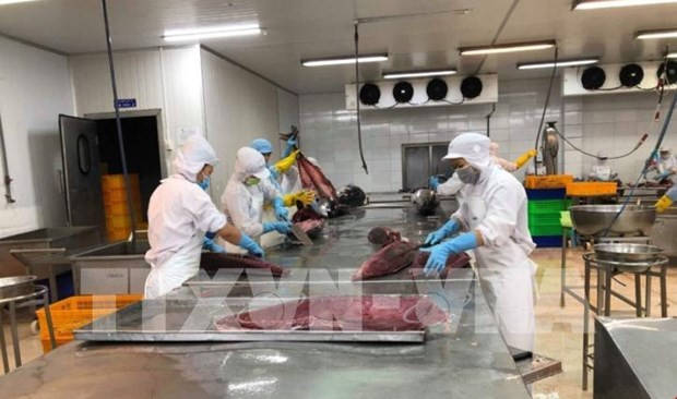 Экспорт тунца из Вьетнама в ЕС резко вырос благодаря EVFTA ảnh 1 Экспорт тунца из Вьетнама в ЕС резко вырос благодаря EVFTA ảnh 1