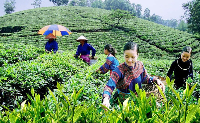 Усиление координации в поддержке средств к существованию фермеров из числа этнических меньшинств ảnh 2 Усиление координации в поддержке средств к существованию фермеров из числа этнических меньшинств ảnh 2