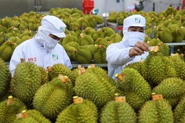 Создание бренда вьетнамской сельскохозяйственной продукции ảnh 2 Создание бренда вьетнамской сельскохозяйственной продукции ảnh 2