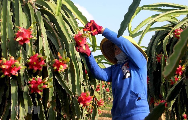 Экспорт фруктов и овощей в первом квартале достиг 836 миллионов долларов США ảnh 1 Экспорт фруктов и овощей в первом квартале достиг 836 миллионов долларов США ảnh 1