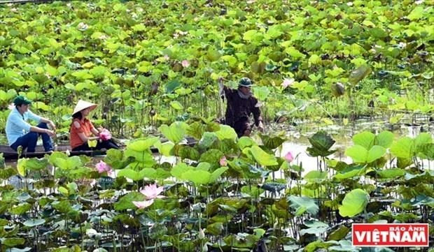 Эмпирический туризм помогает продвигать образ «Земли розового лотоса» ảnh 1 Эмпирический туризм помогает продвигать образ «Земли розового лотоса» ảnh 1