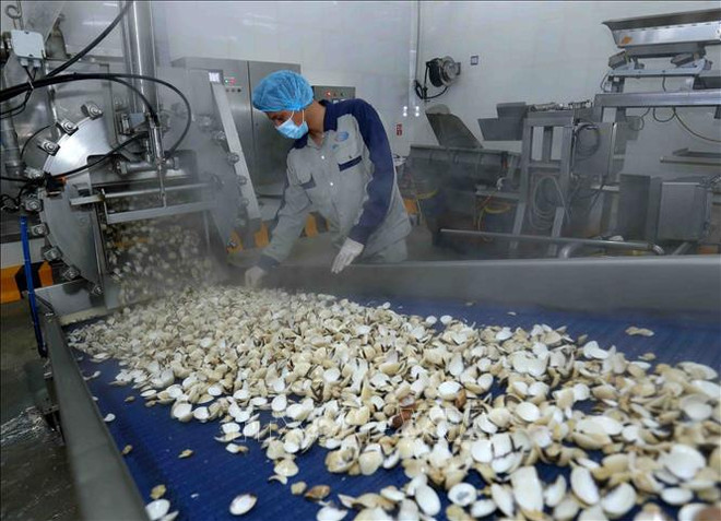 Экспорт первого контейнера консервированного мяса моллюсков в Европу ảnh 1 Экспорт первого контейнера консервированного мяса моллюсков в Европу ảnh 1