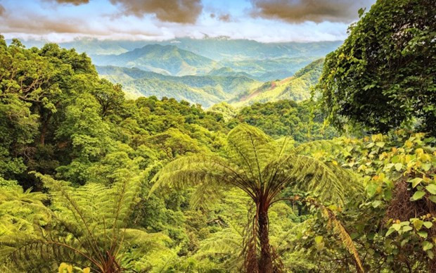 Донгчау-Кхеныокчонг становится природным заповедником в Куангбине ảnh 1