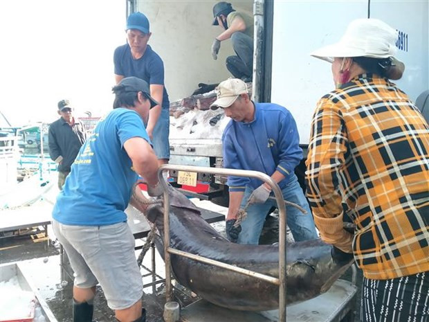 В конце года рыбаки провинции Кханьхоа добились большого успеха в ловле тунца ảnh 1 В конце года рыбаки провинции Кханьхоа добились большого успеха в ловле тунца ảnh 1