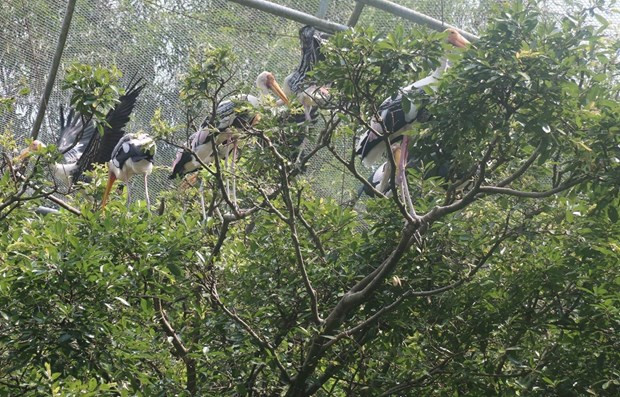 Бенче активизирует усилия по сохранению перелетных диких птиц ảnh 1 Бенче активизирует усилия по сохранению перелетных диких птиц ảnh 1