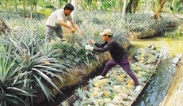 Киенжанг вкладывает усилия в сохранение редких генетических ресурсов ảnh 1 Киенжанг вкладывает усилия в сохранение редких генетических ресурсов ảnh 1