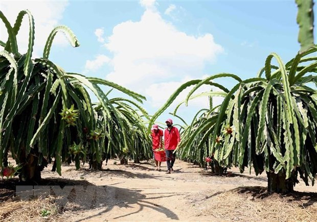 UKVFTA способствует экспорту сельскохозяйственной продукции из Вьетнама в Великобританию ảnh 1 UKVFTA способствует экспорту сельскохозяйственной продукции из Вьетнама в Великобританию ảnh 1