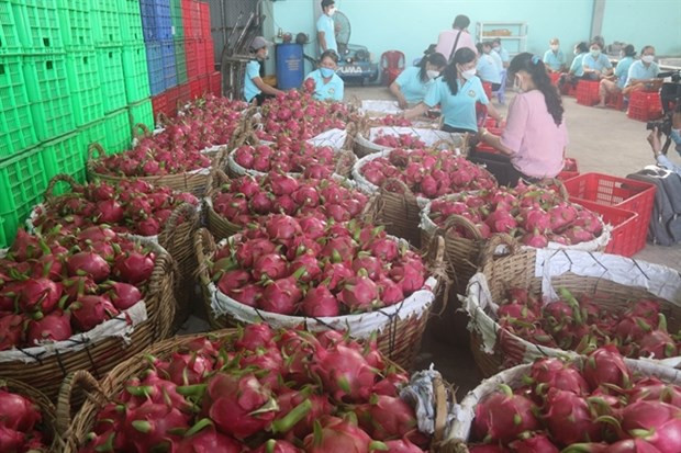 Тьенжанг ожидает увеличения экспорта на 16% ảnh 1