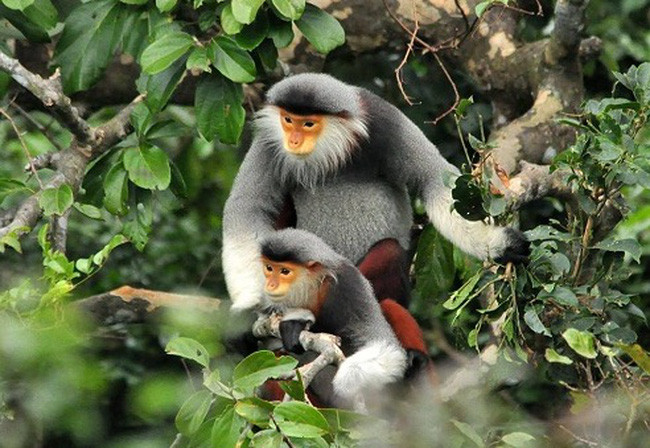 Особь немейского тонкотела выпущена в дикую природу ảnh 1