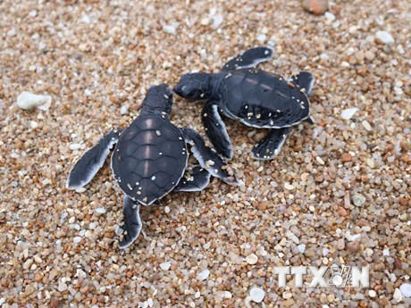 Вьетнамское море и острова: биосферный заповедник Нуичуа - место, где заботятся о жизни морских черепах ảnh 2 Вьетнамское море и острова: биосферный заповедник Нуичуа - место, где заботятся о жизни морских черепах ảnh 2