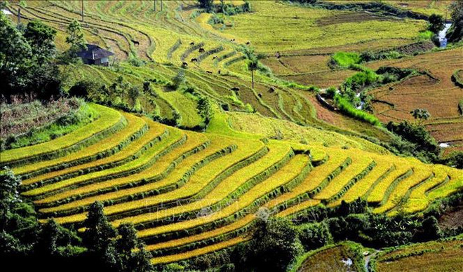 Террасные поля в Таленге ảnh 4