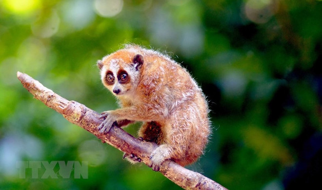 Сохранение дикой природы: основные опасности и меры по восстановлению ảnh 1 Сохранение дикой природы: основные опасности и меры по восстановлению ảnh 1