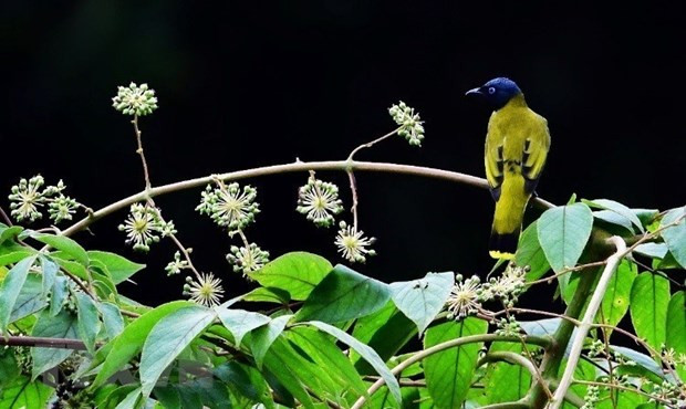 Откройте для себя биоразнообразие биосферного заповедника Конханынг ảnh 2