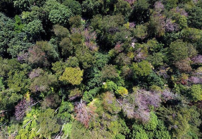 Многие крупные компании в сфере потребительских товаров не достигают цели в борьбе против обезлесения ảnh 1