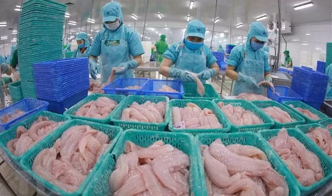 Экспорт пангасиуса в 2022 году установлен на уровне 1,7 млрд. долл. США ảnh 1 Экспорт пангасиуса в 2022 году установлен на уровне 1,7 млрд. долл. США ảnh 1