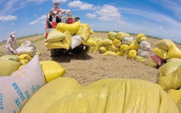 ЕС остается высокопотенциальным импортером вьетнамского риса ảnh 1 ЕС остается высокопотенциальным импортером вьетнамского риса ảnh 1