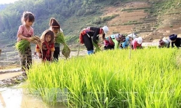 Вьетнам ускоряет меры по борьбе с риском повышенной эксплуатации детского труда из-за эпидемии COVID-19 ảnh 1 Вьетнам ускоряет меры по борьбе с риском повышенной эксплуатации детского труда из-за эпидемии COVID-19 ảnh 1