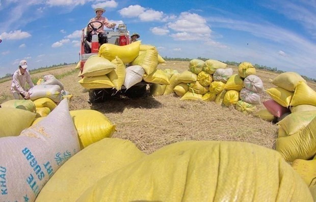 Возможность Вьетнама экспортировать рис в Австралию ảnh 1 Возможность Вьетнама экспортировать рис в Австралию ảnh 1