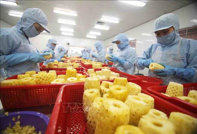 Стоимость экспортируемой сельскохозяйственной продукции увеличилась за счет зеленого производства ảnh 2 Стоимость экспортируемой сельскохозяйственной продукции увеличилась за счет зеленого производства ảnh 2