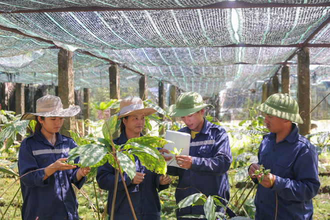TH true HERBAL: Ключ от сокровищницы лекарственных трав Мыонглонг ảnh 4