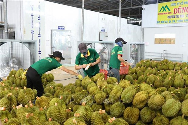 Бум экспорта сельскохозяйственной продукции в первые месяцы 2024 года ảnh 1 Бум экспорта сельскохозяйственной продукции в первые месяцы 2024 года ảnh 1