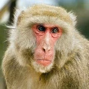 Редкие животные выпущены в дикую природу в провинции Хатинь ảnh 1