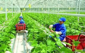 Местные власти стремятся строить "умные" сельские районы нового типа ảnh 1 Местные власти стремятся строить "умные" сельские районы нового типа ảnh 1