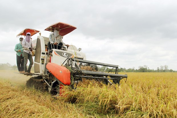Населенные пункты дельты Меконга продвигают коллективные товарные марки ảnh 1