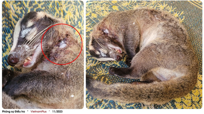 Статья 4: Источник болезни: употребление мяса диких животных – употребление яда ảnh 5 Статья 4: Источник болезни: употребление мяса диких животных – употребление яда ảnh 5