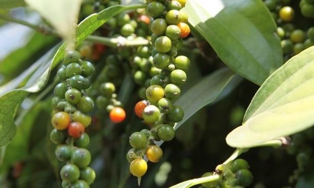 Экспорт черного перца прогнозируется на уровне 1 млрд. долл. США ảnh 1