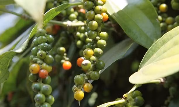 Экспорт черного перца прогнозируется на уровне 1 млрд. долл. США ảnh 1