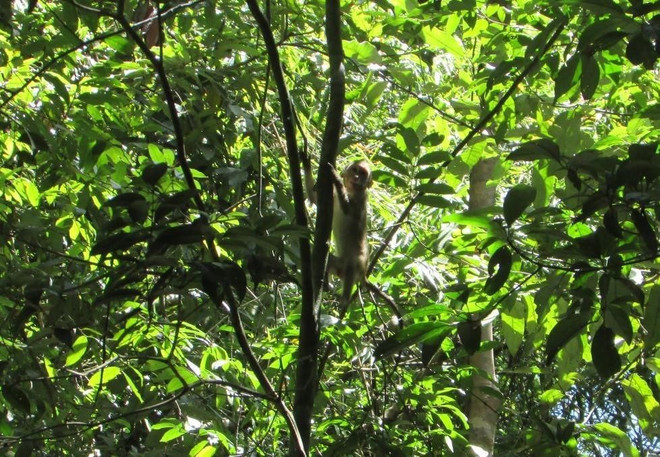 Выпустить 4 особей редких диких животных в естественную среду обитания ảnh 1 Выпустить 4 особей редких диких животных в естественную среду обитания ảnh 1