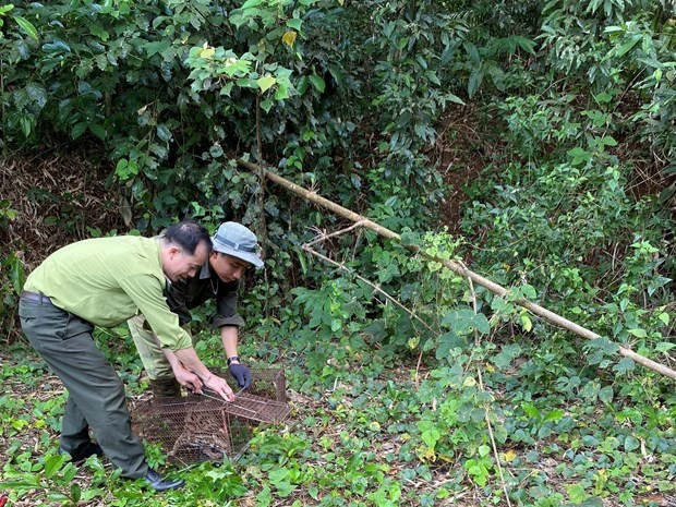 112 диких животных выпущены в национальный парк в Биньфыоке ảnh 1 112 диких животных выпущены в национальный парк в Биньфыоке ảnh 1