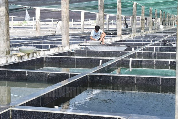 Хошимин стремится продвигать использование высоких технологий в сельскохозяйственных кооперативах ảnh 1