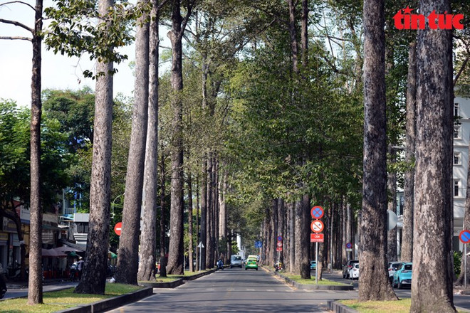 Хошимин: улицы, засаженные зелеными деревьями, позволяют легче переносить жару ảnh 2