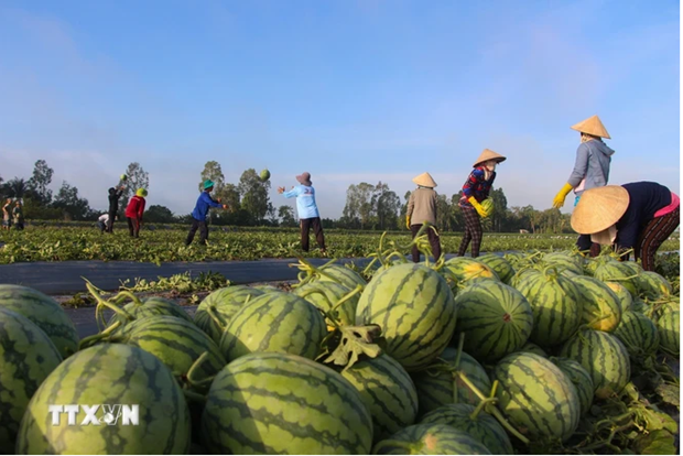Предприятия используют возможности для поддержания экспорта фруктов и овощей ảnh 2 Предприятия используют возможности для поддержания экспорта фруктов и овощей ảnh 2