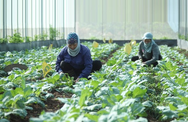 Устранение трудностей для органического сельского хозяйства ảnh 1 Устранение трудностей для органического сельского хозяйства ảnh 1
