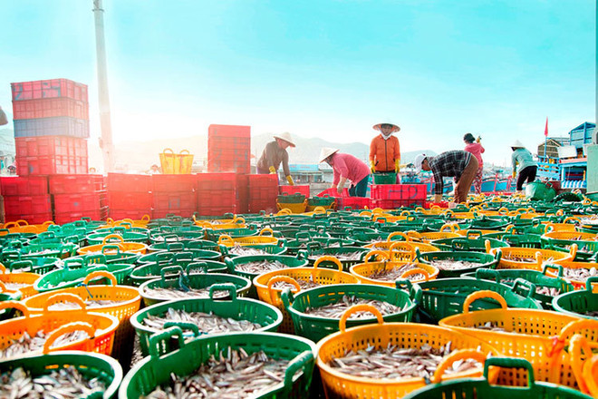 Производство морепродуктов в Ниньтхуан увеличилось на 7,4% ảnh 2 Производство морепродуктов в Ниньтхуан увеличилось на 7,4% ảnh 2
